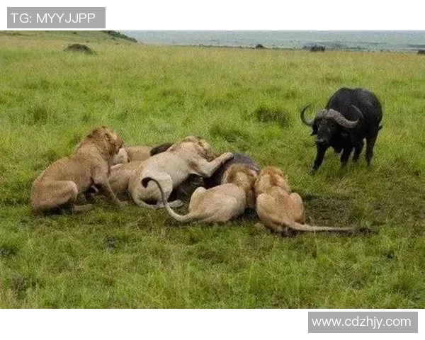 足球场上的野牛传奇：他如何改变比赛的节奏与风格